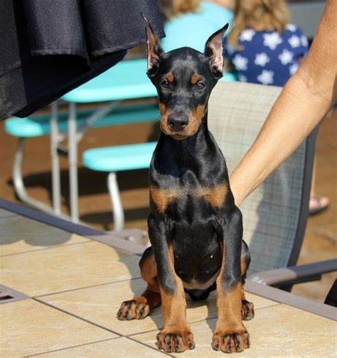 doberman kennels in florida|miniature doberman for sale florida.